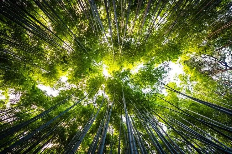 Imagem ilustrativa de Perícia e auditoria passivo ambiental